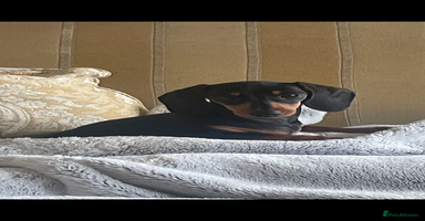 Dachshund dogs - Advert 13