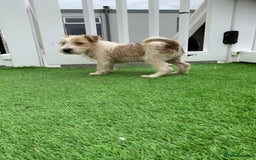 Jack Russell dogs for sale: Jack Russell Terrier  - Image 3