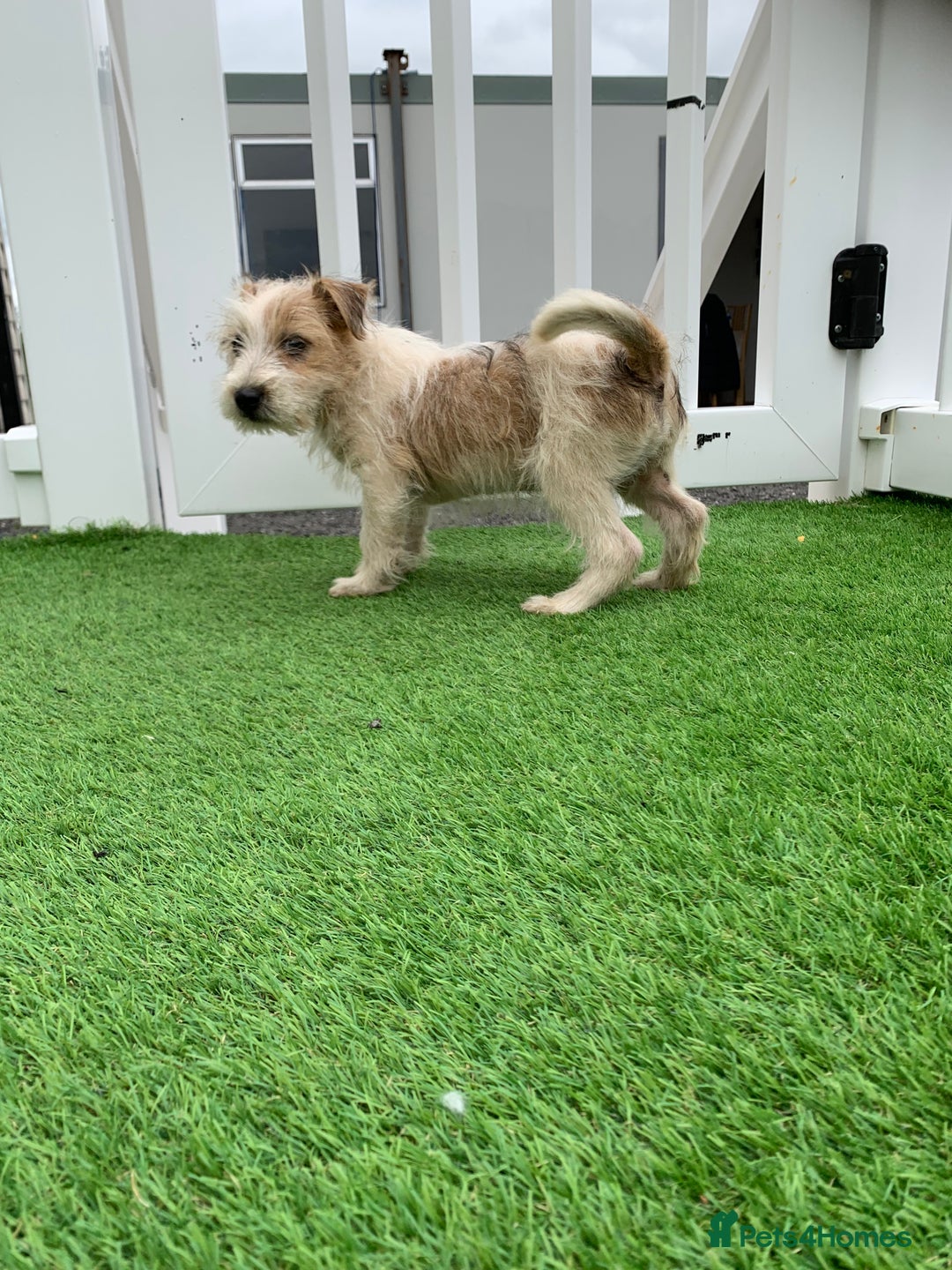 Jack Russell dogs for sale: Jack Russell Terrier  - Image 3