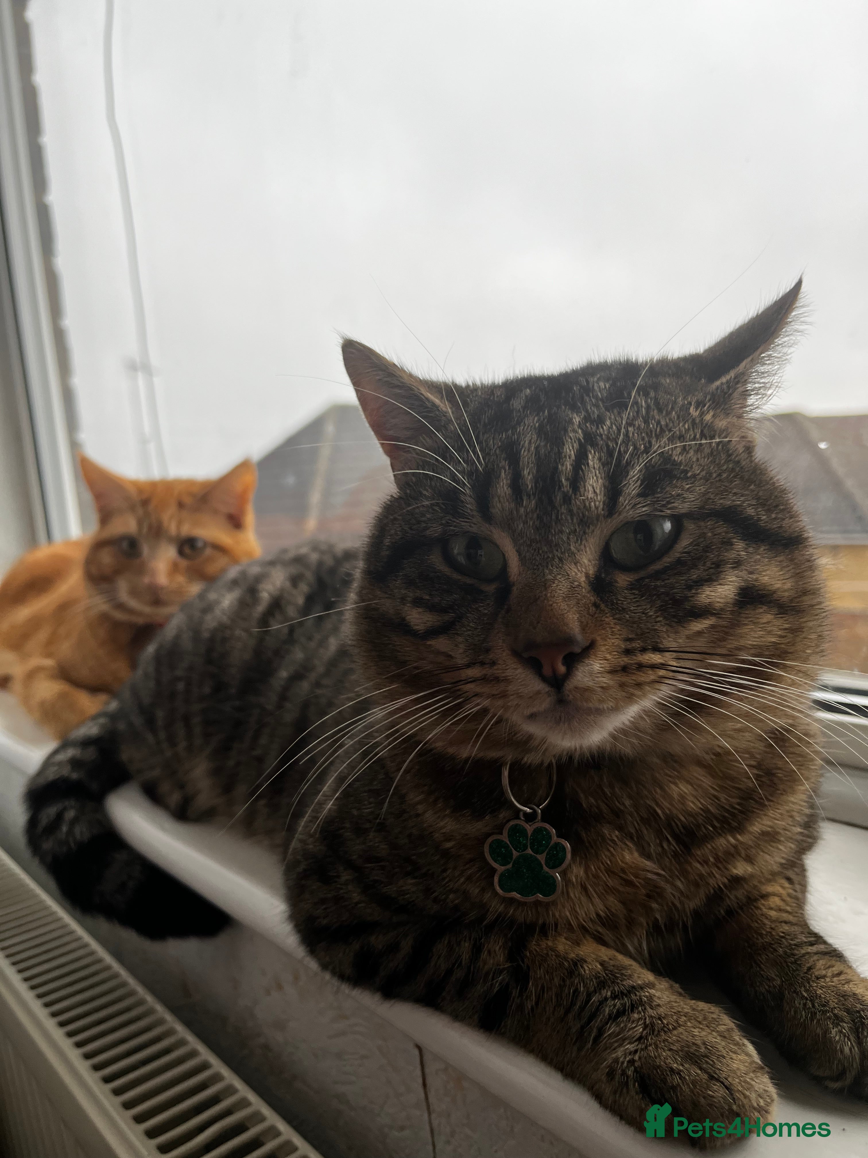 Domestic Shorthair cats Zargo - Advert 2