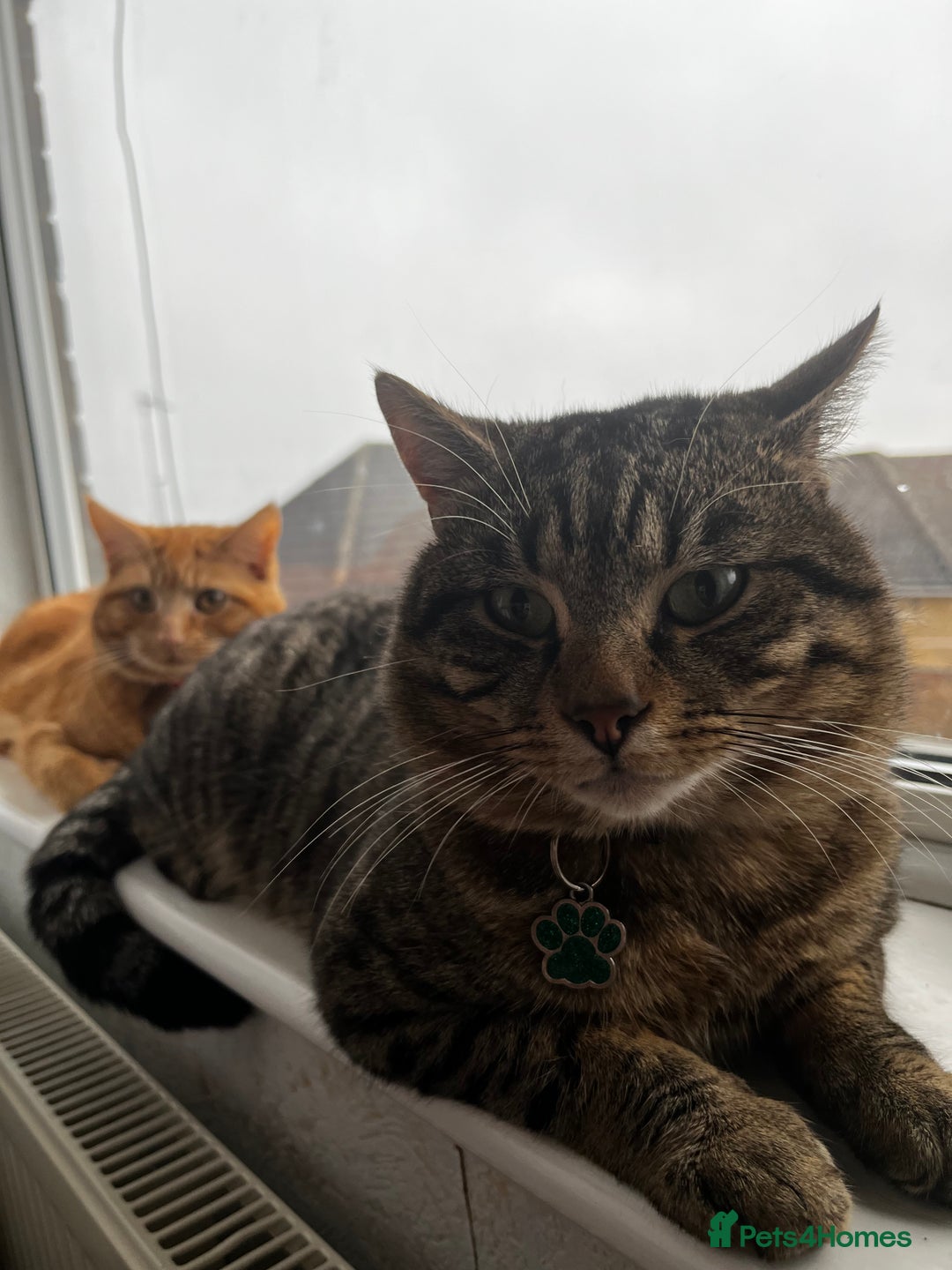 Domestic Shorthair cats for sale: Zargo - Advert 1