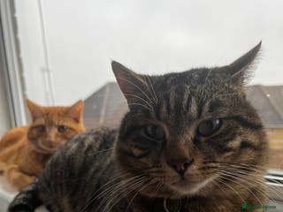 Domestic Shorthair cats Zargo - Advert 2