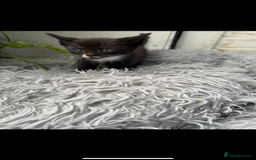 Mixed Breed cats for sale: Beautiful Mixed Breed kittens (plz see description - Image 15