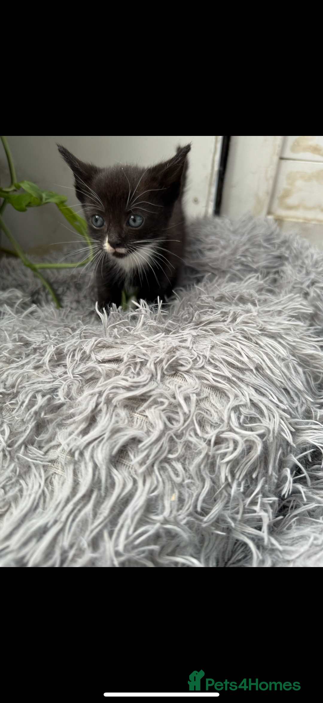 Mixed Breed cats for sale: Beautiful Mixed Breed kittens (plz see description - Image 15