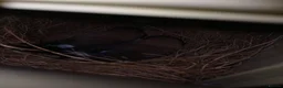 Finches birds for sale: Mixed finches + cages - Advert 5