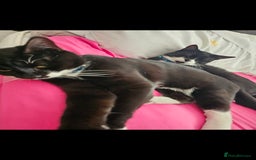 Domestic Shorthair cats for sale: Bruno and Bodie - Image 1