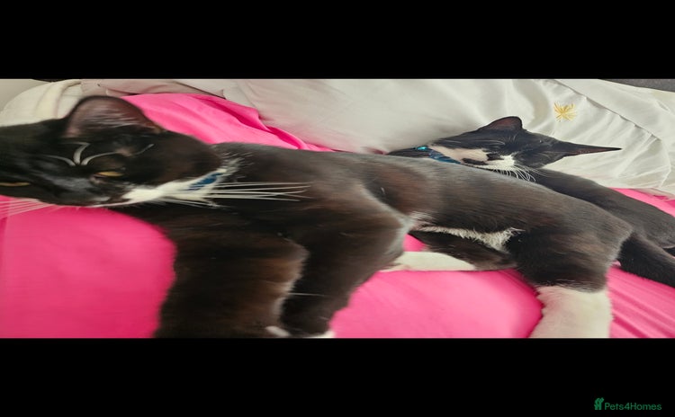 Domestic Shorthair cats - Advert 1