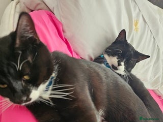 Domestic Shorthair cats - Advert 29