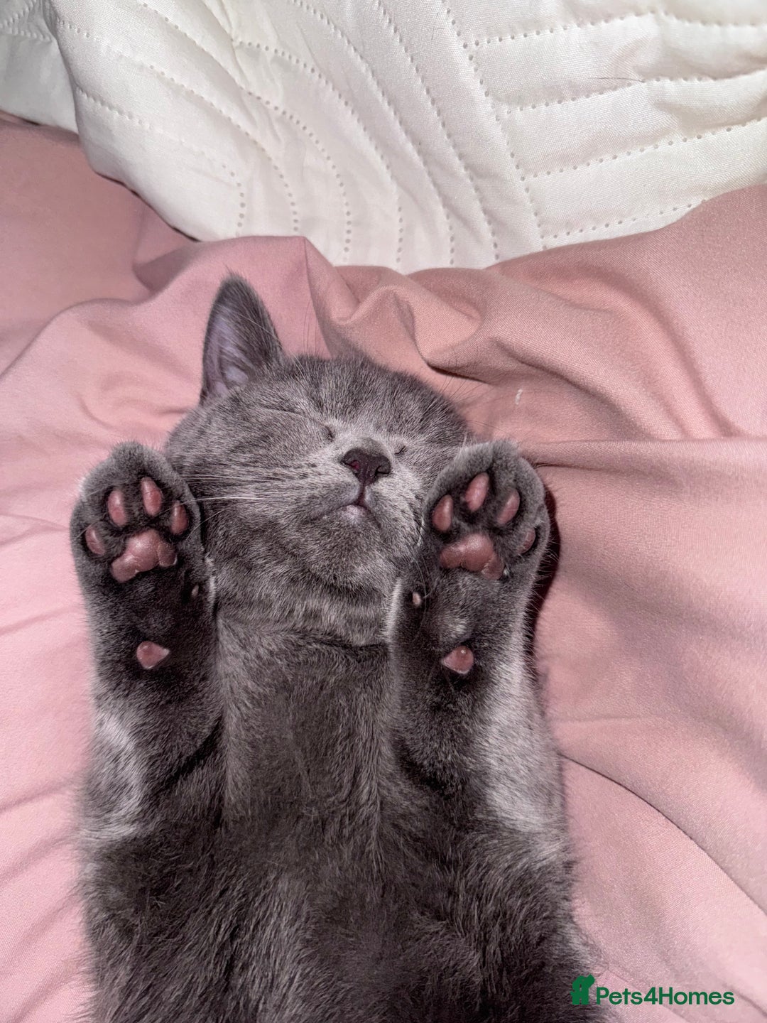 British Shorthair cats for sale: Beautiful British short hair  - Image 7