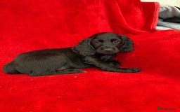 Cocker Spaniel dogs for sale: Working cocker spaniel puppies - Only 3x pups left - Image 24