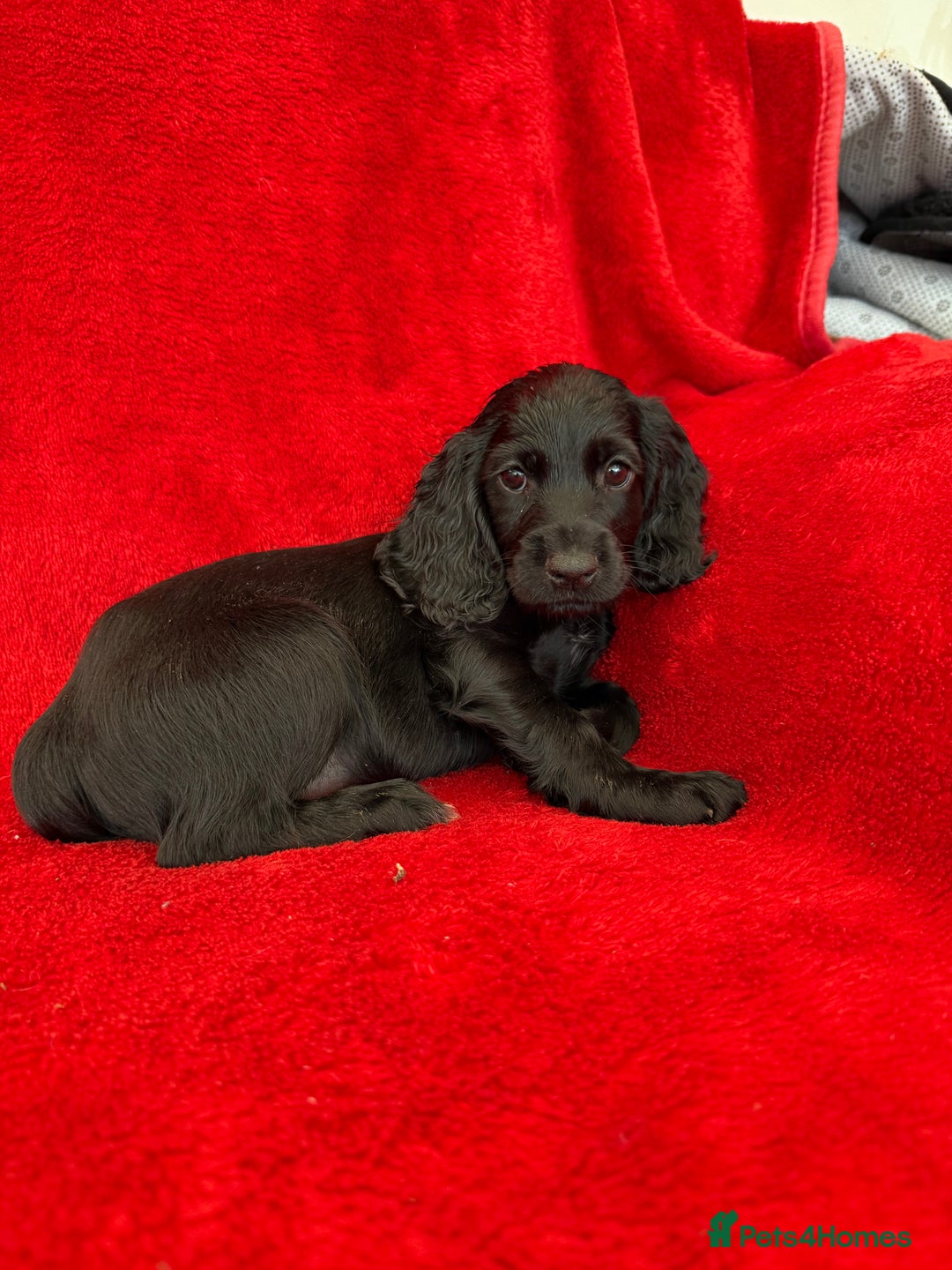 Cocker Spaniel dogs for sale: Working cocker spaniel puppies - Only 3x pups left - Image 24