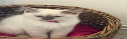Ragdoll cats for sale: Pure Ragdoll Kitten - Advert 1