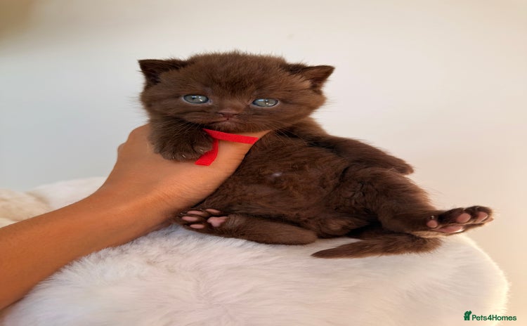 British Shorthair cats - Advert 2