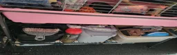 Guinea Pig rodents for sale: 1 Mum and 2 Daughters Guinea pigs in Southsea - Advert 8