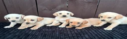 Goldador dogs for sale: Goldador puppies 9 available  - Advert 27