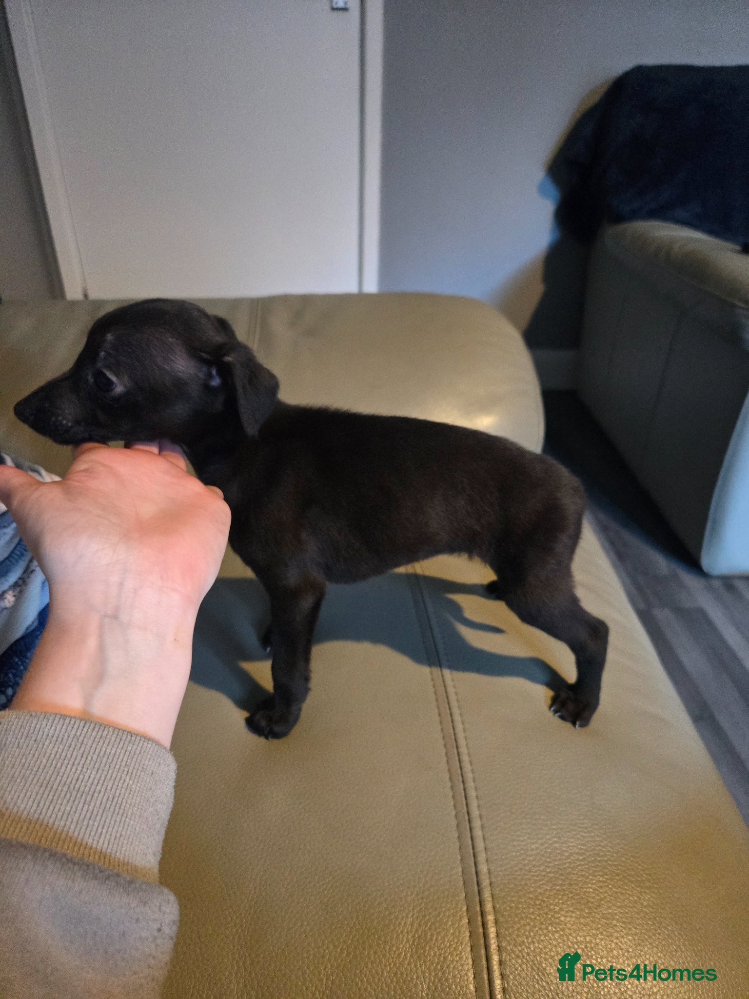 Whippet dogs Kc whippets for sale four left - Advert 2