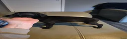 Whippet dogs for sale: Kc whippets for sale one black female left  - Advert 6