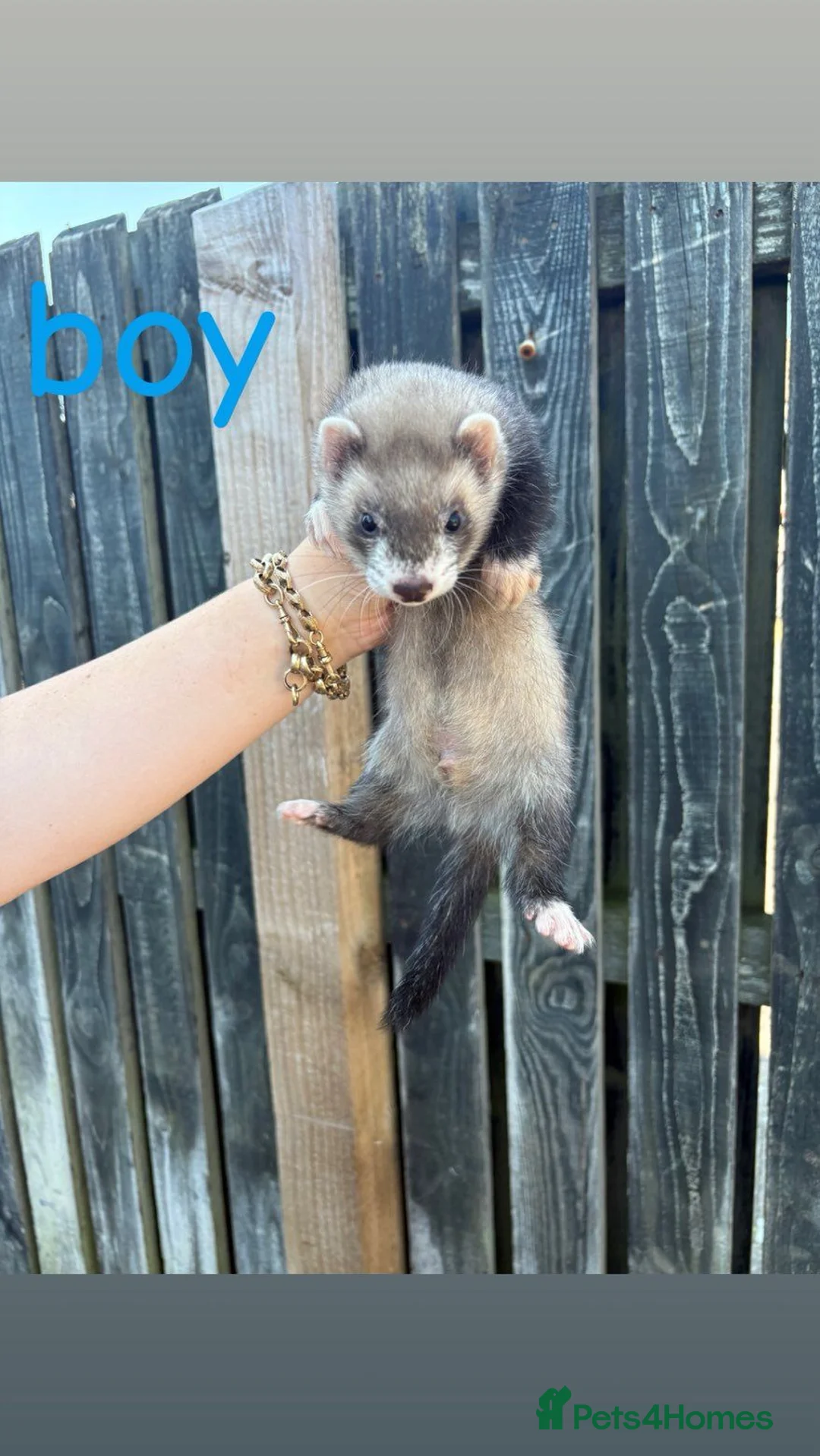 Ferret rodents for sale: Ferret kits - Advert 2