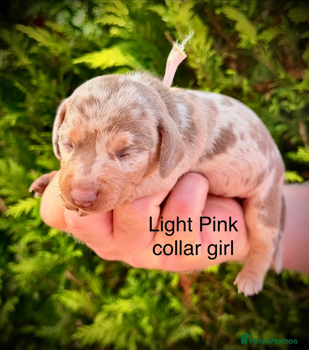 Miniature Dachshund dogs for sale: From DNA and health tested parents mini Daxi pups  in Mountain Ash - Advert 2