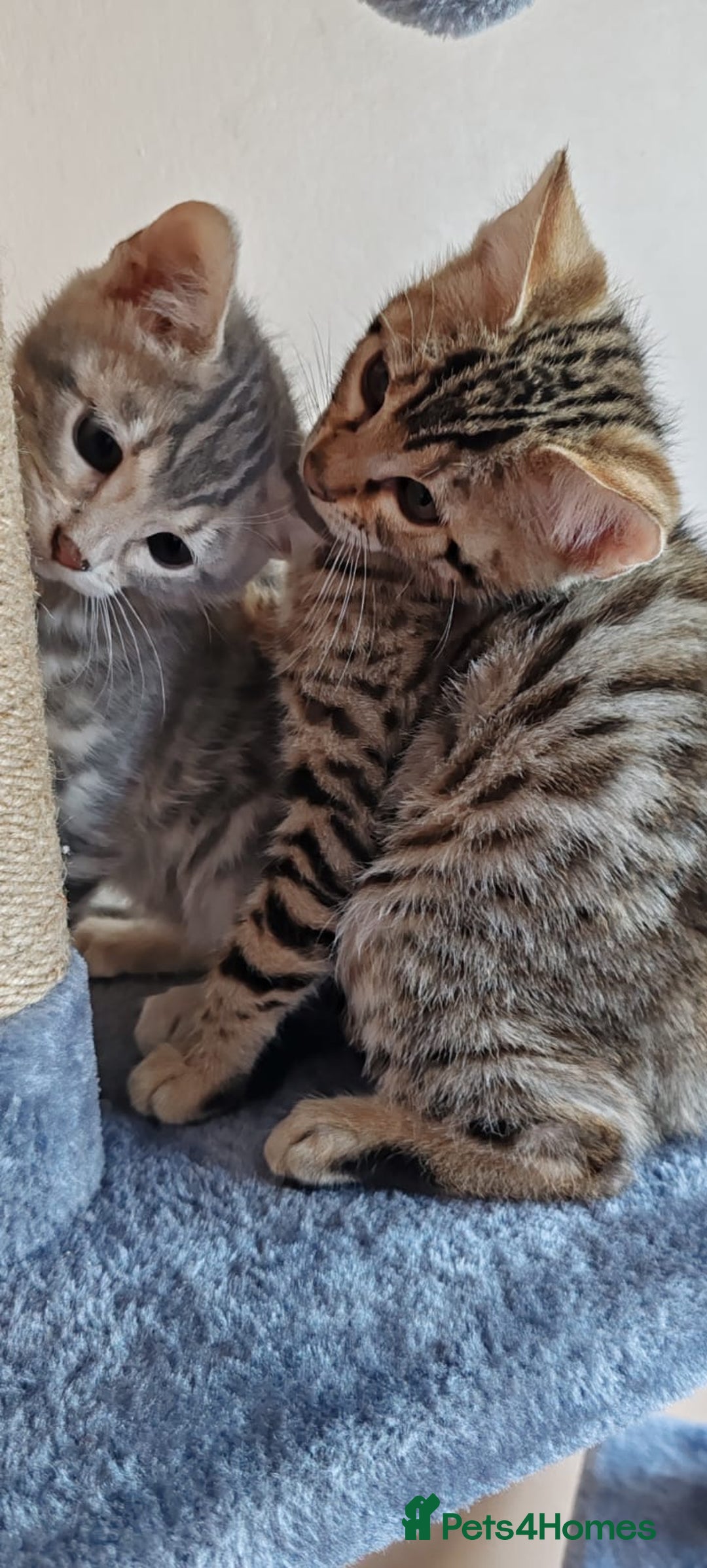 Mixed Breed cats for sale: Cross kittens ready to leave - Image 6