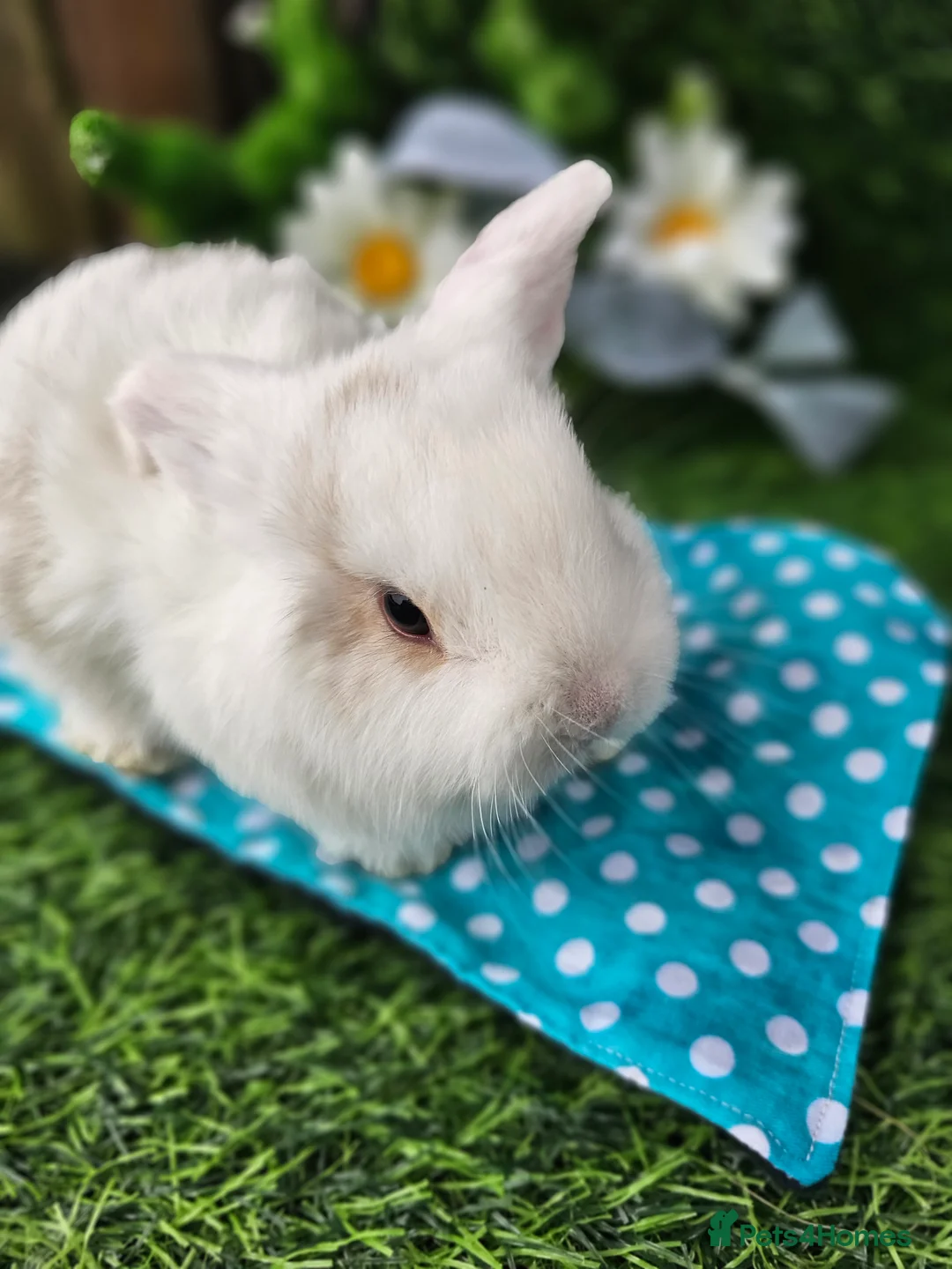 Mini Lop rabbits for sale: Beautiful Purbreed Mini Lops - Advert 7