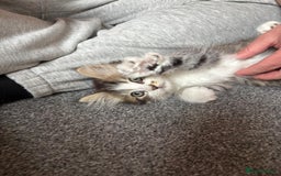 Mixed Breed cats for sale: Loving Home Needed for a Sweet 6-Month-Old Kitten  - Image 2