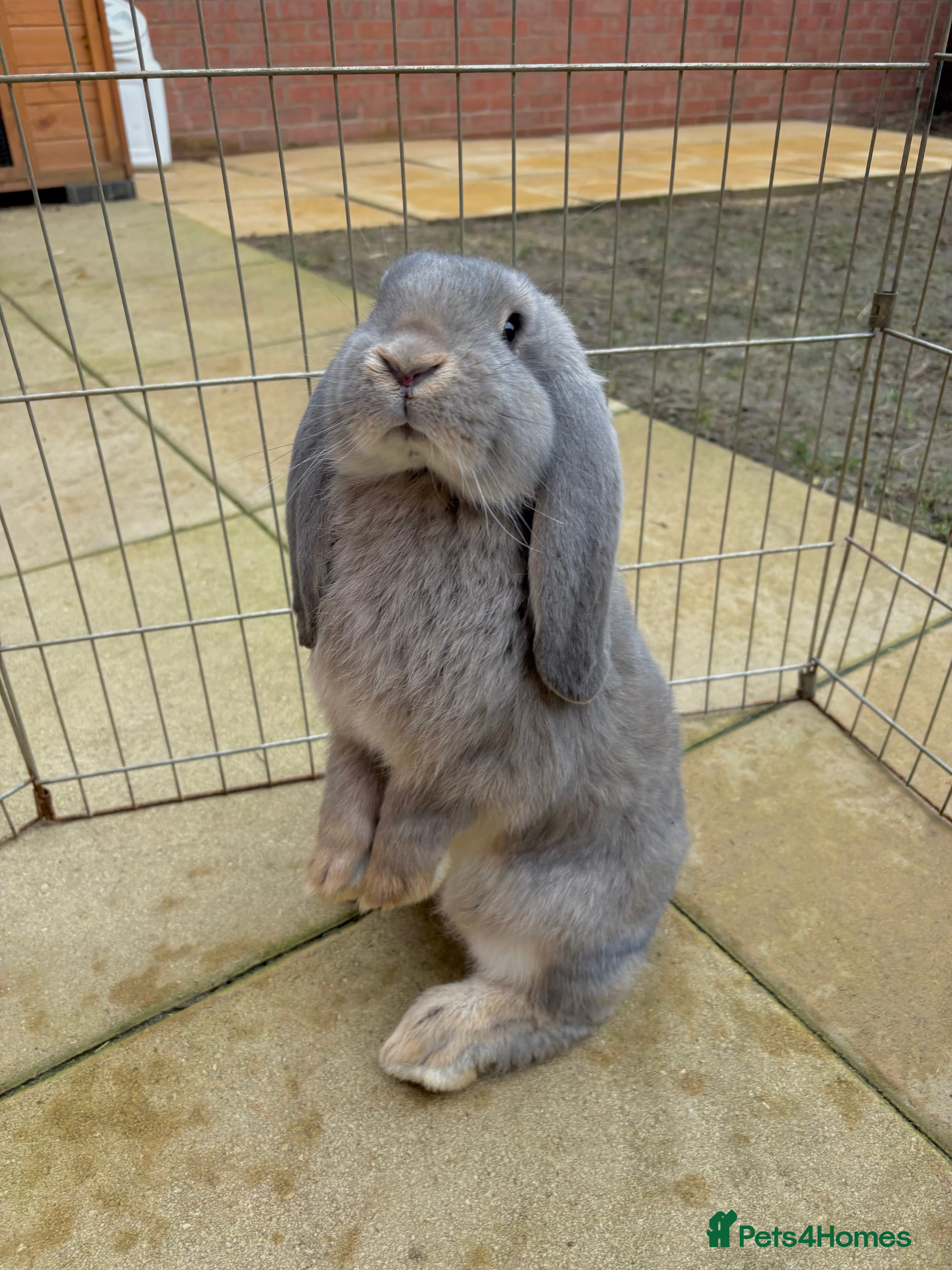 French Lop rabbits Opal French Lop Girl VACCINATED  - Advert 15