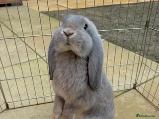 French Lop rabbits Opal French Lop Girl VACCINATED - Advert 15