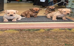 Mixed Breed dogs for sale: French bulldog x Dachshund  - Advert 4