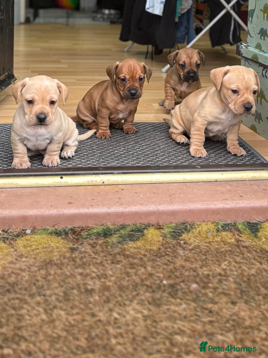 Mixed Breed dogs for sale: French bulldog x Dachshund  - Advert 4