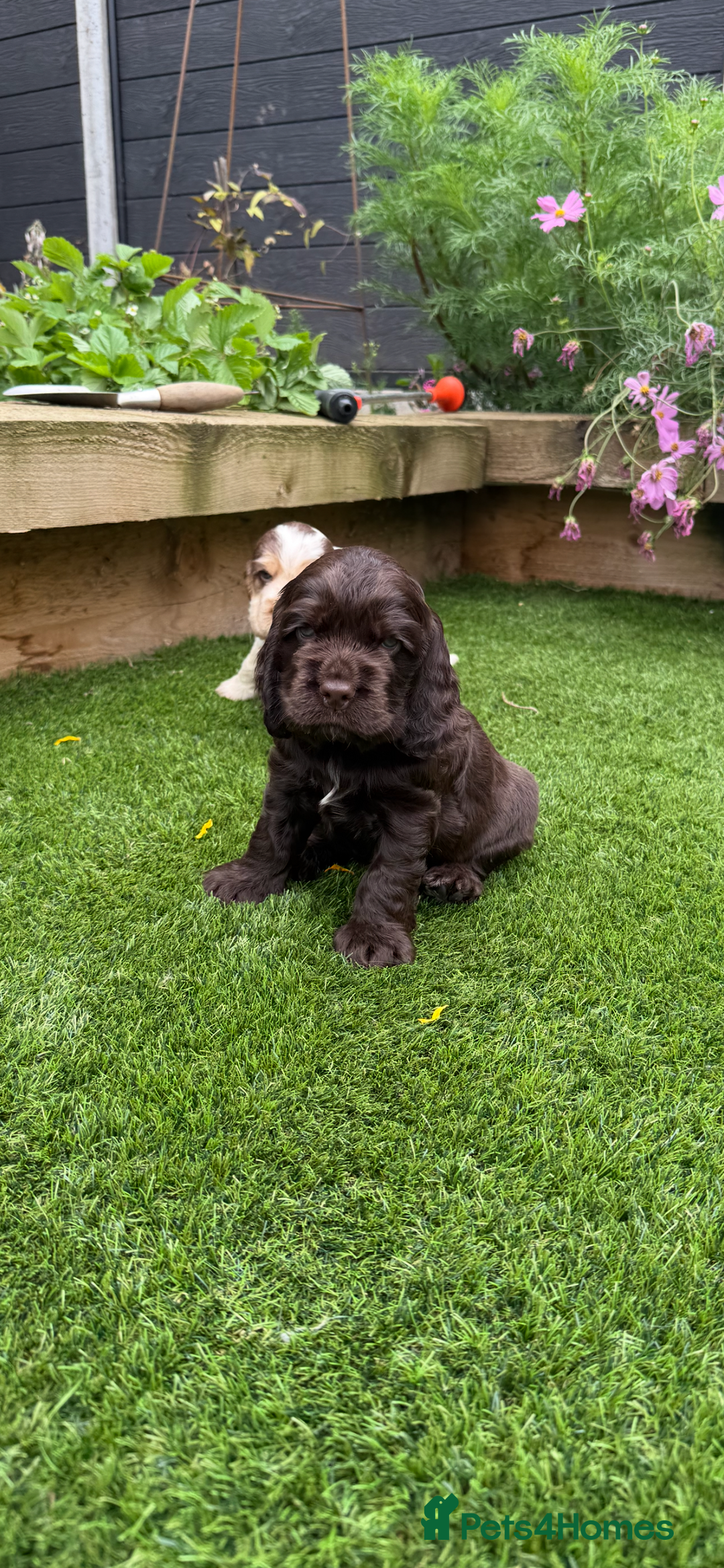 Cocker Spaniel dogs for sale: Quality English Show Cocker Spaniels (Serci Lines) - Image 14