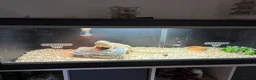 Bearded Dragon reptiles for sale: Mild mannered bearded dragon for sale  in Pontyclun - Advert 4
