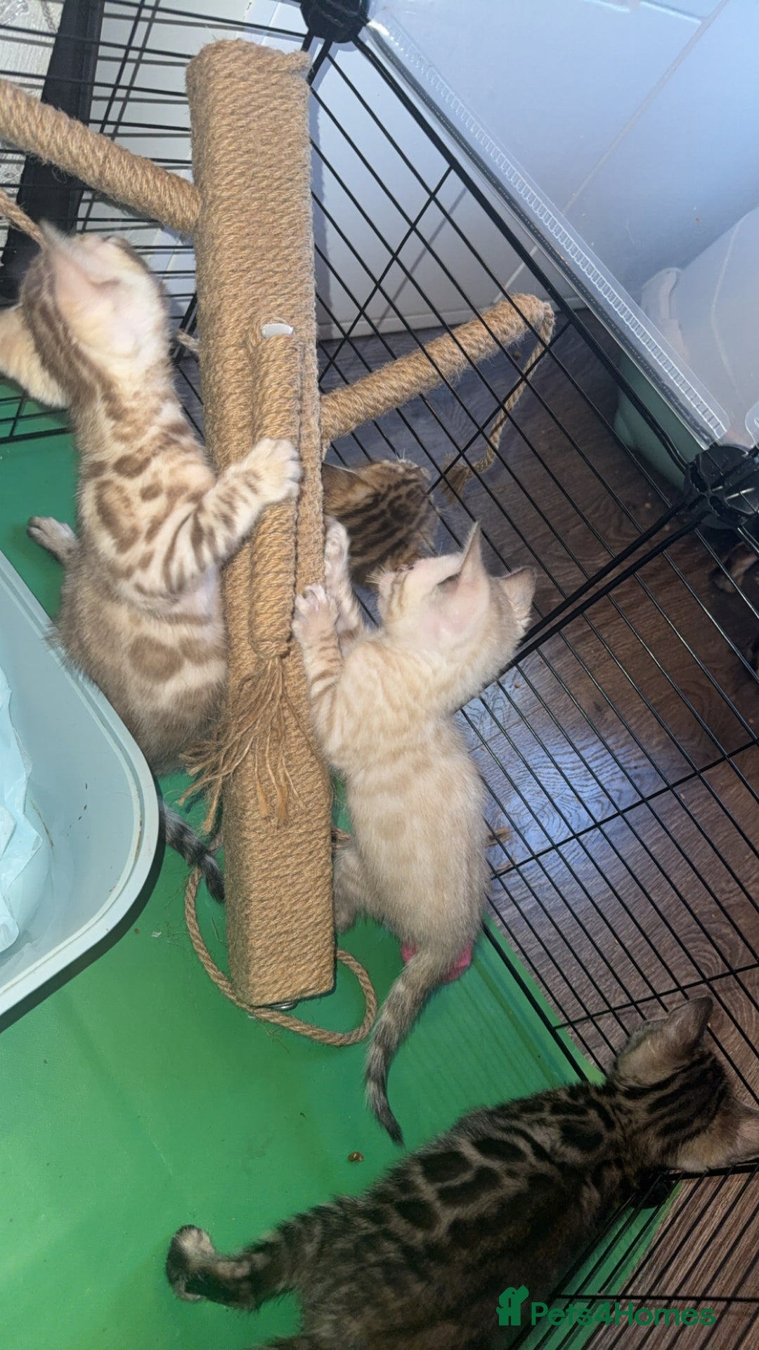 Bengal cats for sale: Stunning bengal kittens  - Image 5