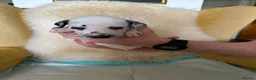 Dalmatian dogs for sale: Dalmatian Puppies  - Advert 33