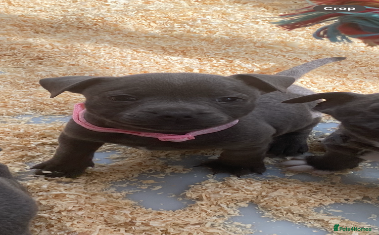 Staffordshire Bull Terrier dogs - Advert 12