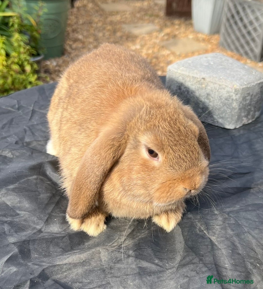 Mini Lop rabbits for sale: Mini lops , LionHead. READY NOW! 13th  - Image 18