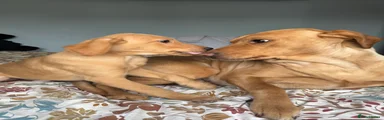 Labrador Retriever 6