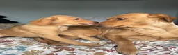 Labrador Retriever dogs for sale: Calling all Fox Red Labrador lovers !  - Advert 2