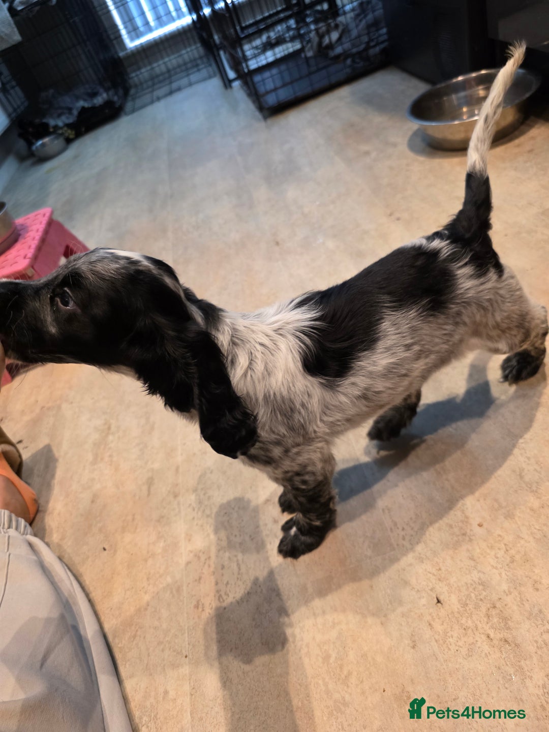 Cocker Spaniel dogs for sale: 1 left Working coker spaniel  - Advert 5