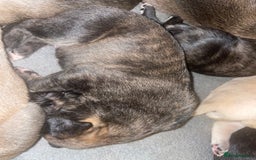 Mixed Breed dogs for sale: Stunning saluki greyhound puppies.  - Advert 21