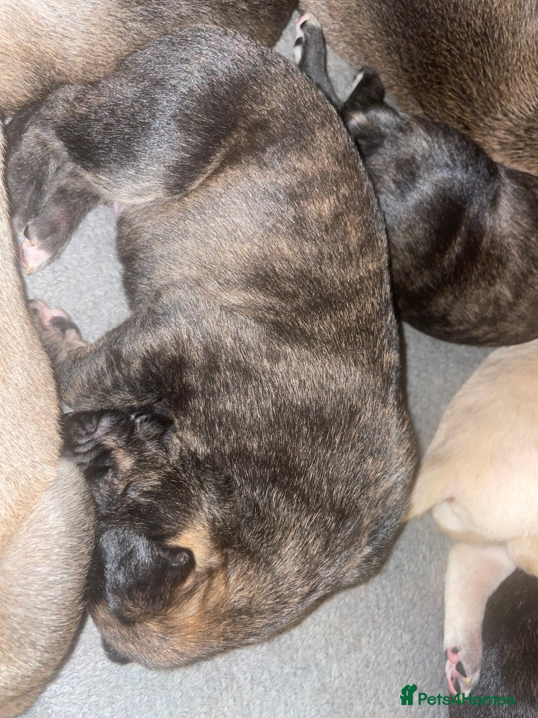 Mixed Breed dogs for sale: Stunning saluki greyhound puppies.  - Advert 21