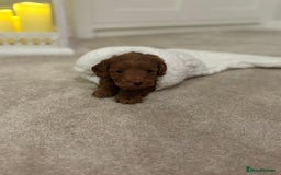 Cockapoo dogs for sale: Red Cockapoo puppies - Advert 2