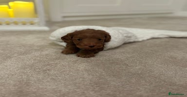 Cockapoo dogs Red Cockapoo puppies - Advert 4