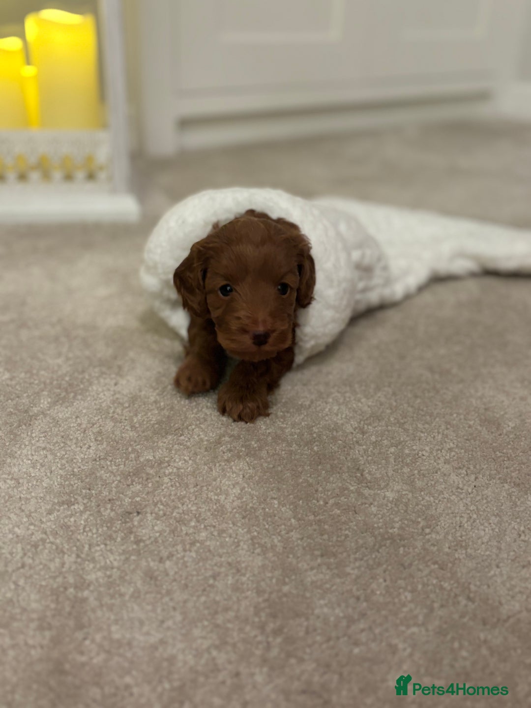 Cockapoo dogs for sale: Red Cockapoo puppies - Advert 2