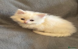 Mixed Breed cats for sale: Stunning Kittens  - Image 7