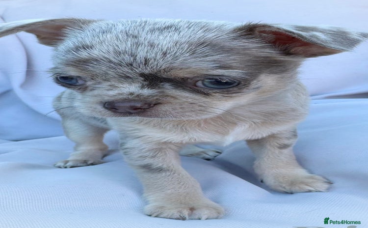 Chihuahua dogs - Advert 1