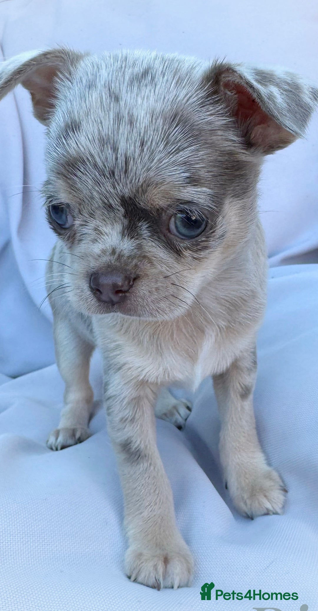 Chihuahua dogs for sale: Long coat KC reg girl READY NOW - Image 4