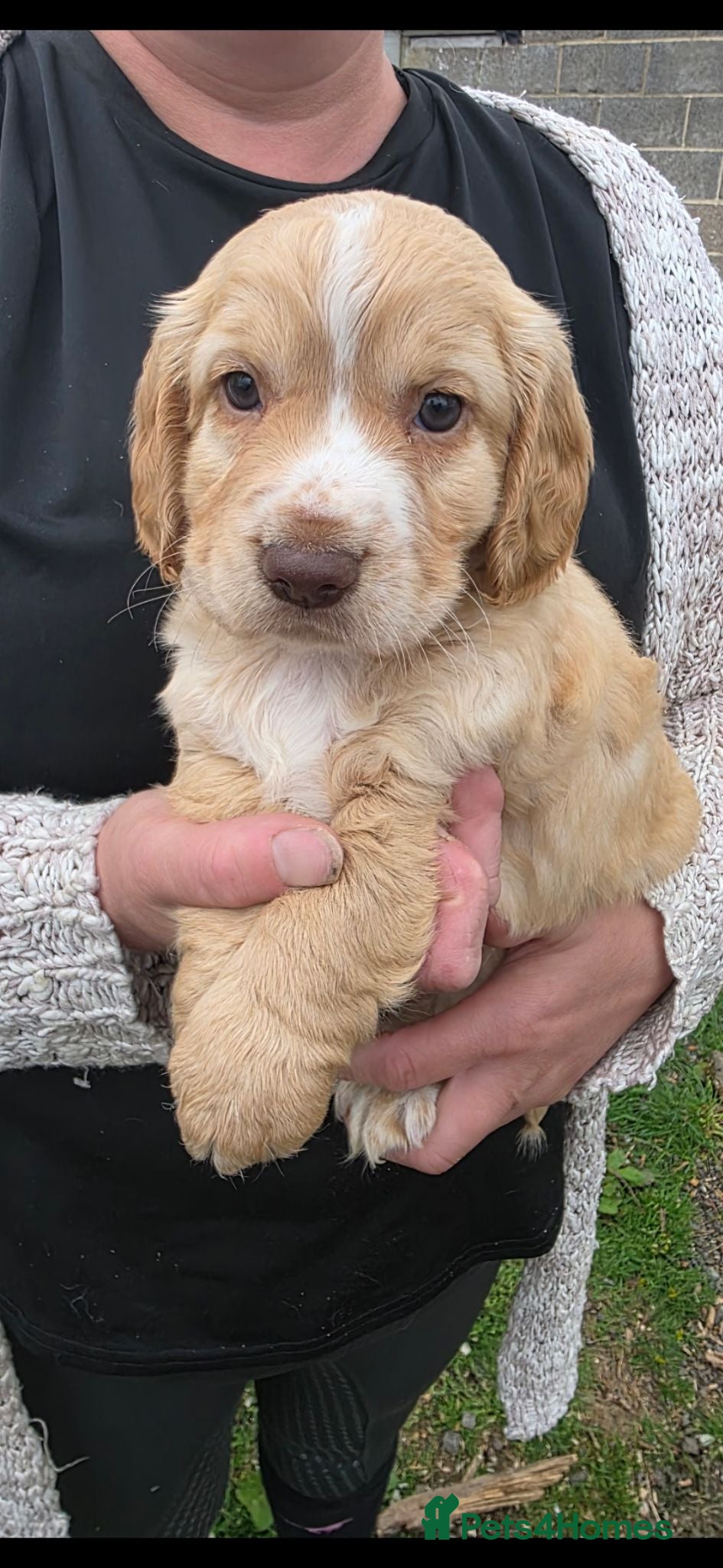 Cocker Spaniel dogs Cocker Spaniel puppies, ready to leave now - Advert 12