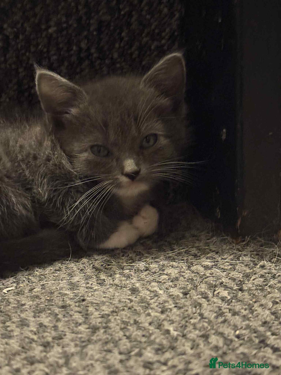Mixed Breed cats for sale: Kittens for sale  - Image 6