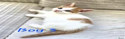 Mixed Breed cats for sale: Adorable kittens looking for their forever homes - Advert 4